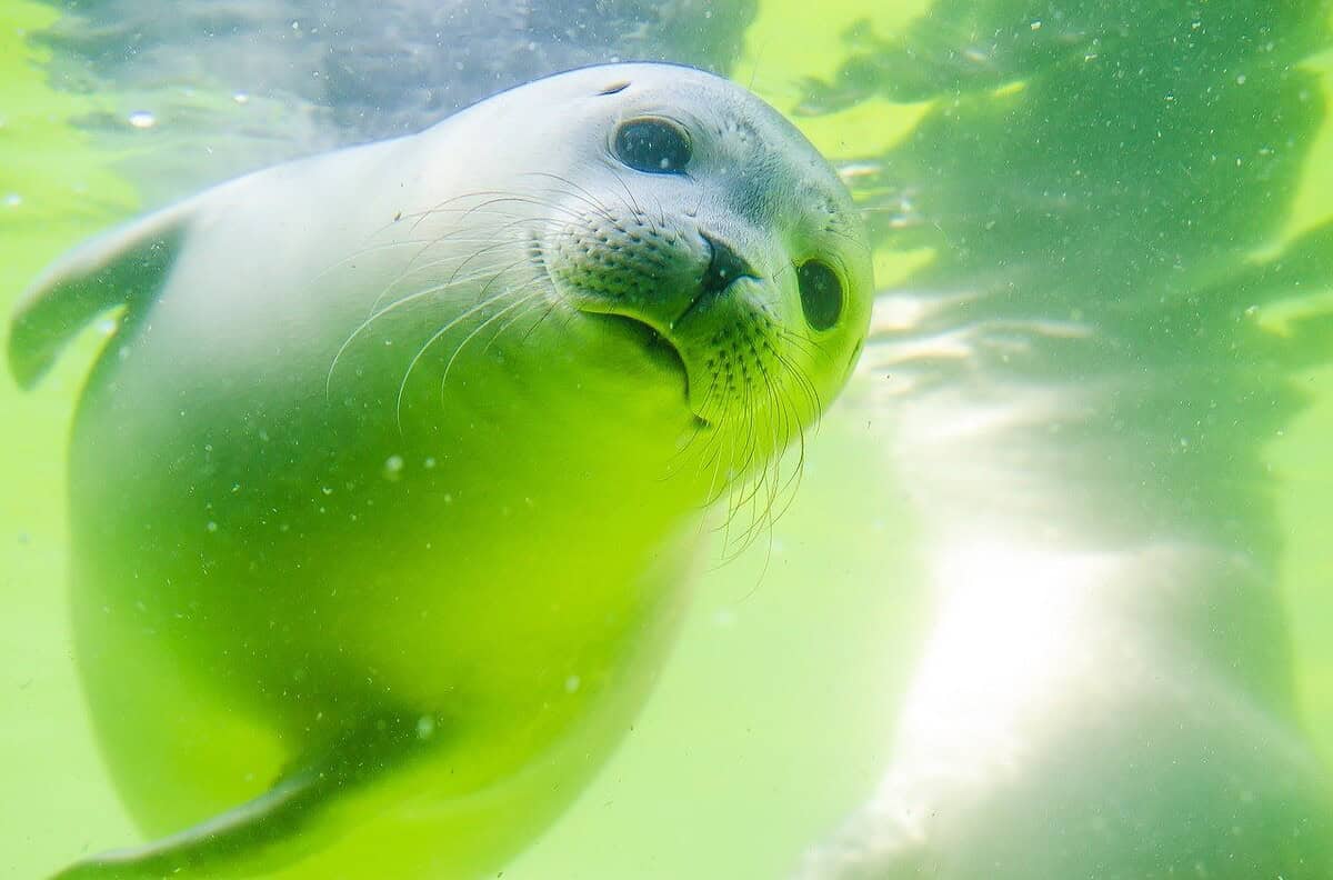 Is It Time To Remove MySQL In Favor Of MariaDB In Production Servers
