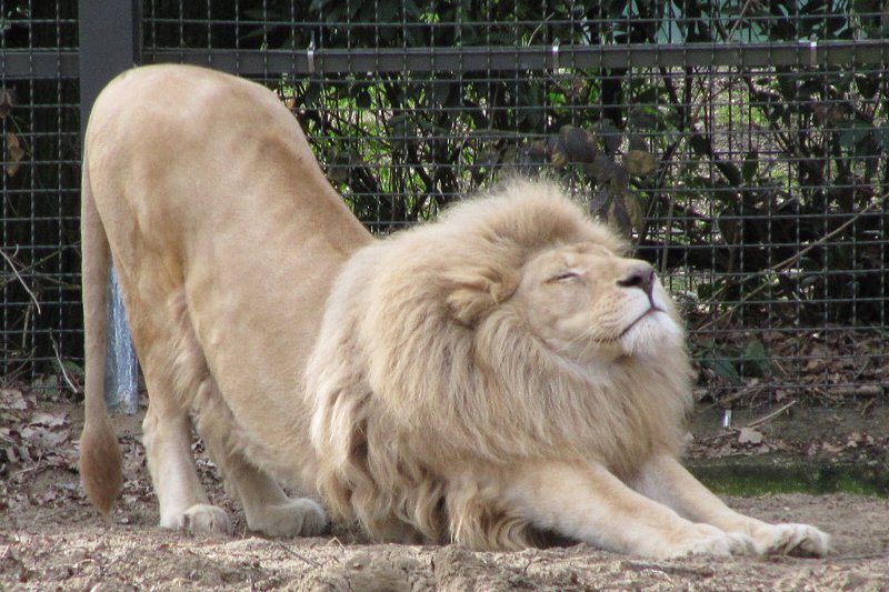 Lion stretching